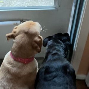 Meet your Posher, Patty